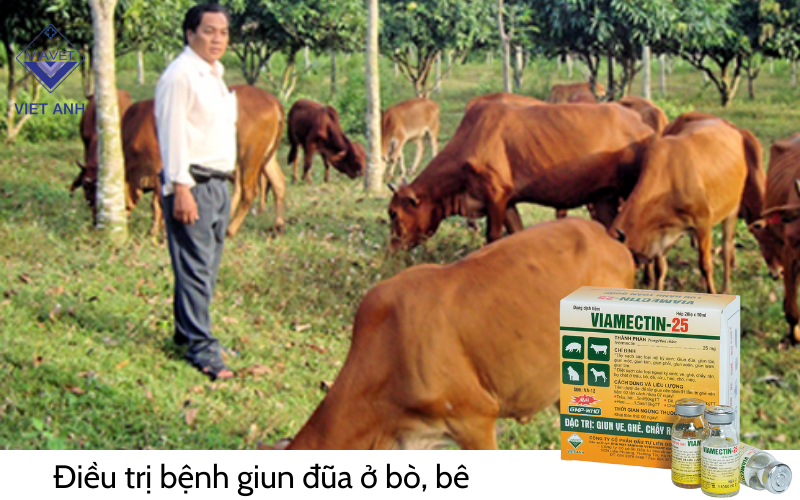 Thuốc điều trị bệnh giun đũa ở bò, bê