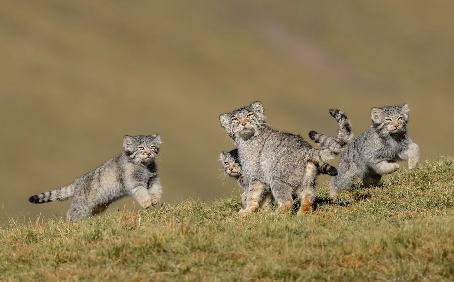  When Mother Says Run. Behavior Mammals Winner: This picture capture by Shanyuan Li