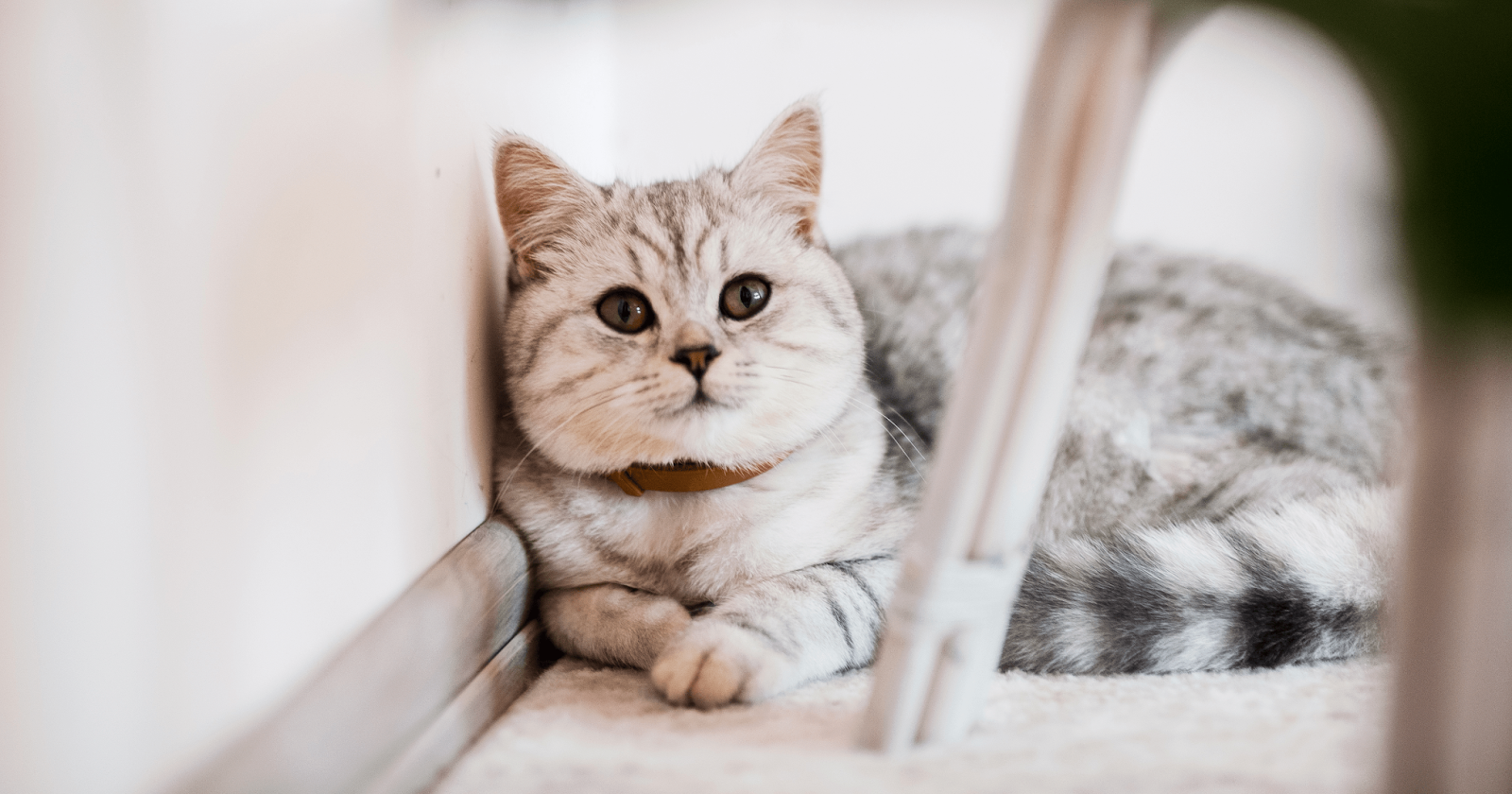 British shorthair cat laying on ground