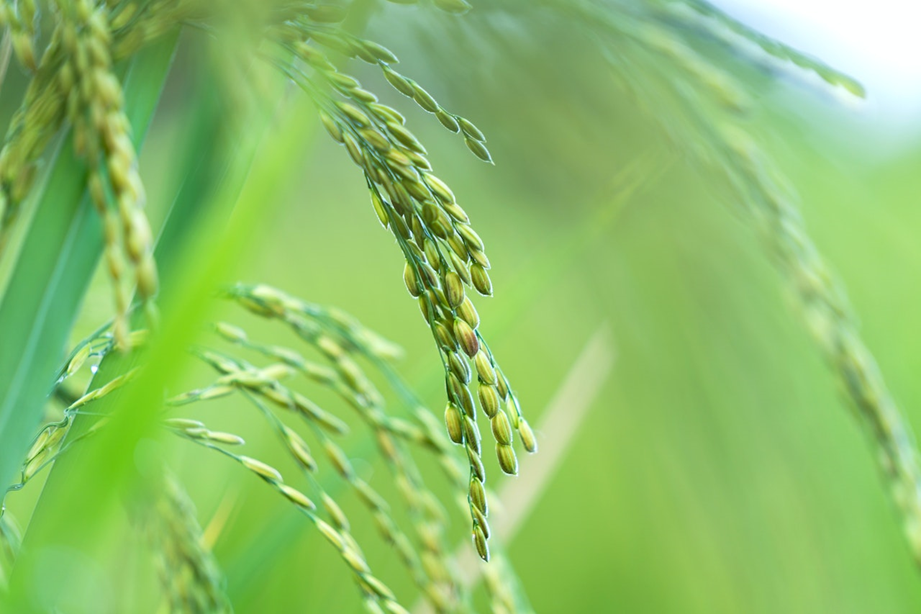 Invierte en el cultivo de arroz