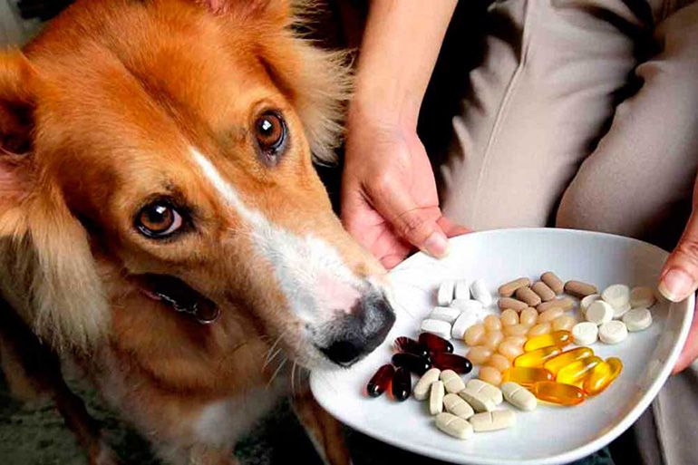 Витамин Е для собак