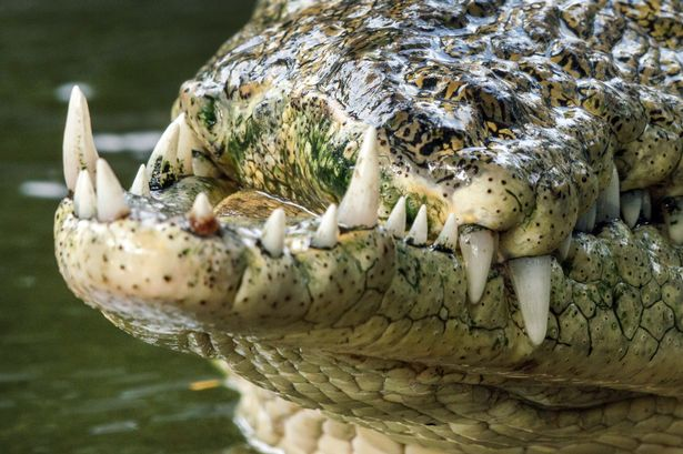Chuyện đời chàng cá sấu móm: Thất bại trong trận huyết chiến với đồng loại, may mắn sống sót với cái mồm chẳng giống ai - Ảnh 3.
