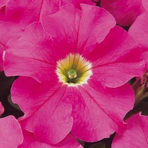 Image result for petunia dreams pink