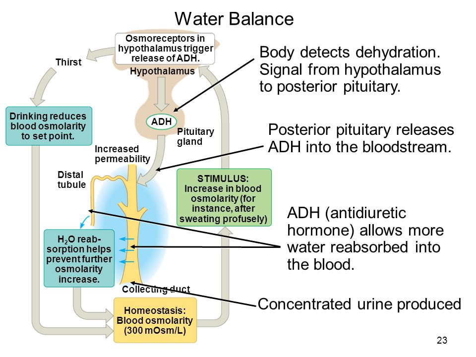 Alcohol And Its Effects On The Human Bodies Homeostasis Perhaps You Should Pace Yourself With Those Drinks
