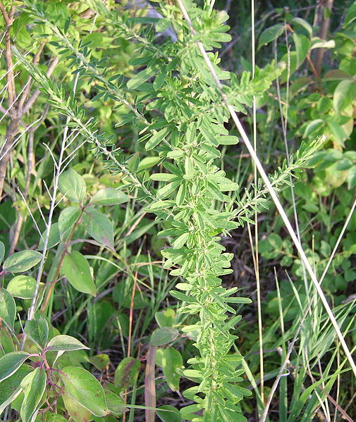 Lespedeza_sericea_up_close.jpg
