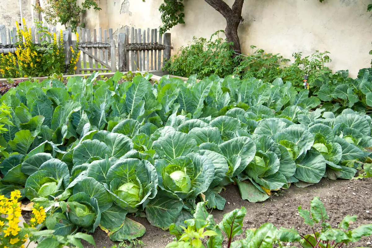 Cabbage