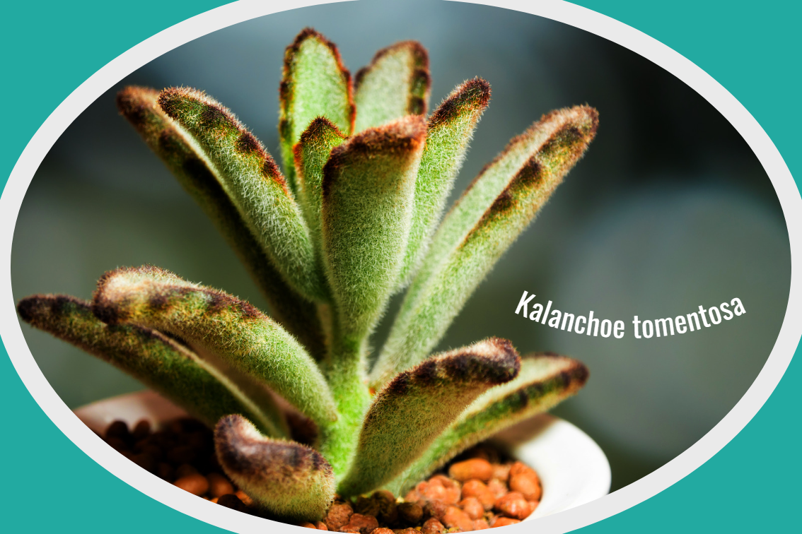Kalanchoe tomentosa