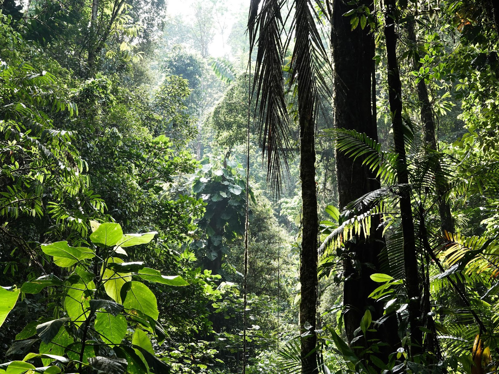 Costa Rican metsäsafari