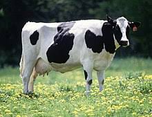 Image result for mammals cow