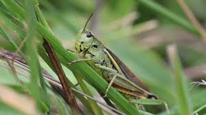 Image result for locust free images