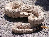 Image result for Rattlesnakes