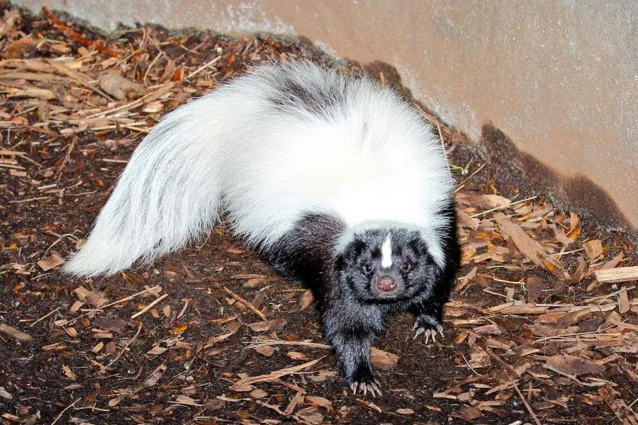 Skunks
