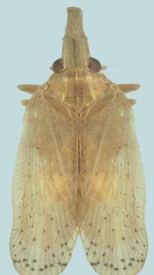 LOPHOPHIDAE