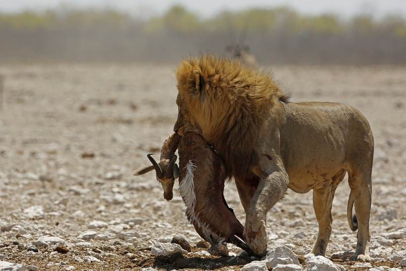 Lion-Springbok.jpg