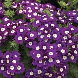 http://www.swallowtailgardenseeds.com/assets/verbena_tuscany_violet_eye_22.jpg