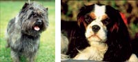 Cairn Terrier - Cavalier King Charles Spaniel