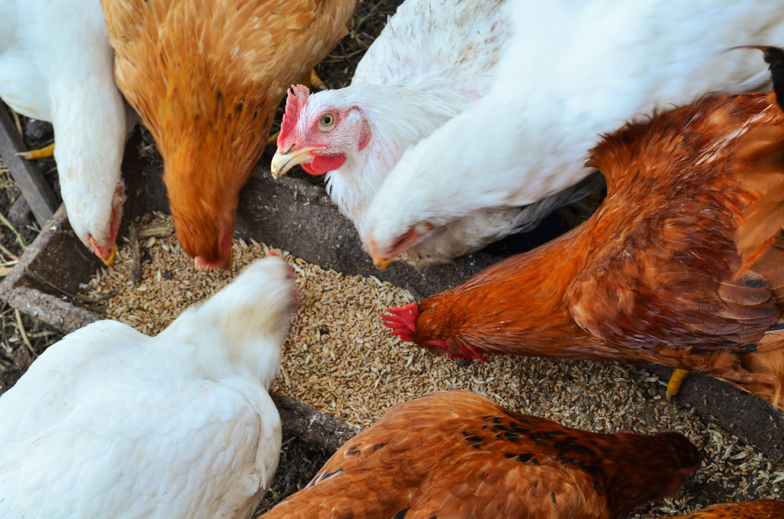 卵の栄養や味は鶏の餌によって変わる