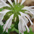 Hạt giống cây Bee Balm Bradbury's Monarda