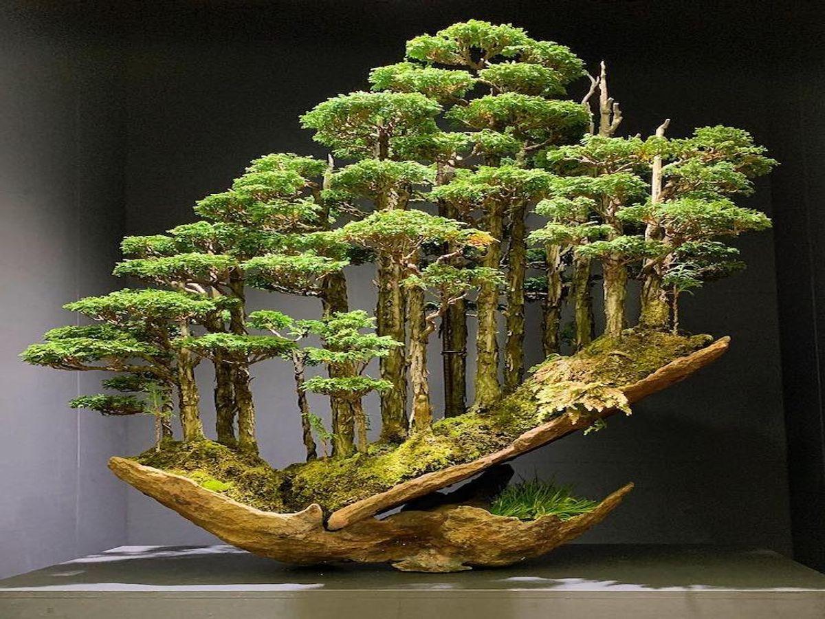 How to Form Your First Bonsai Forest
