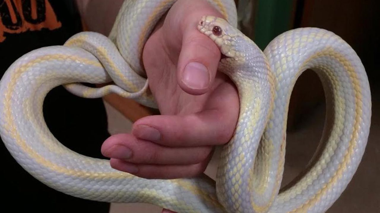 Is the bite of a rosy boa venomous?