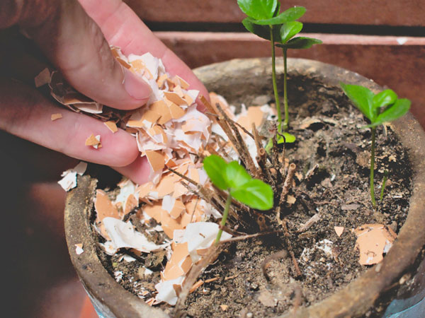 Eggshells as a mulch 