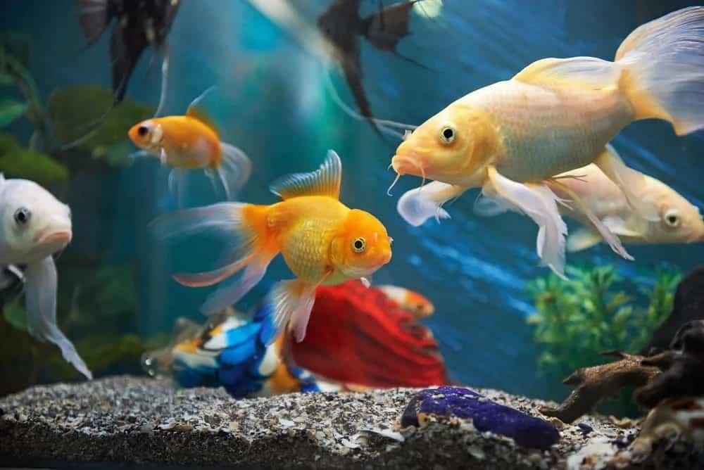 19 of the Best Online Fish Stores (for aquarium fish)