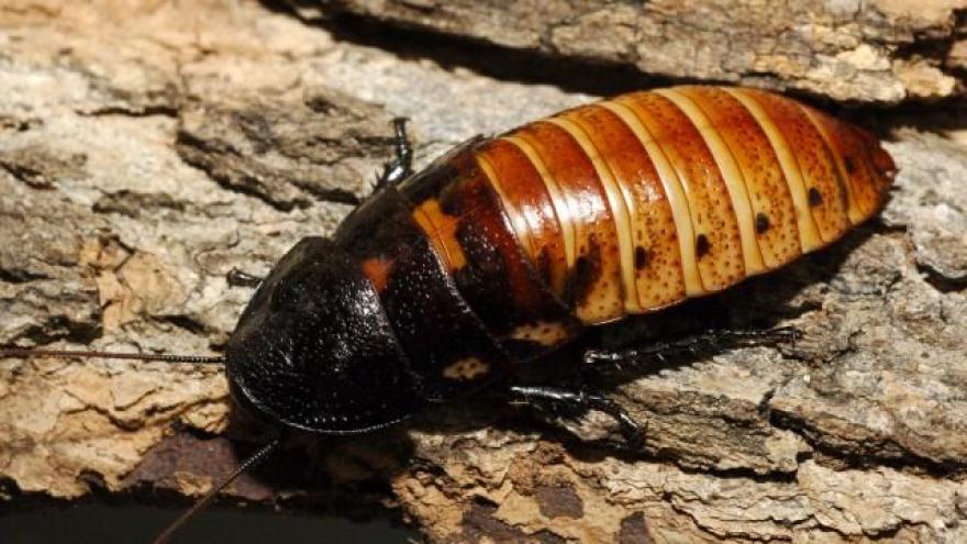 Hissing Cockroach