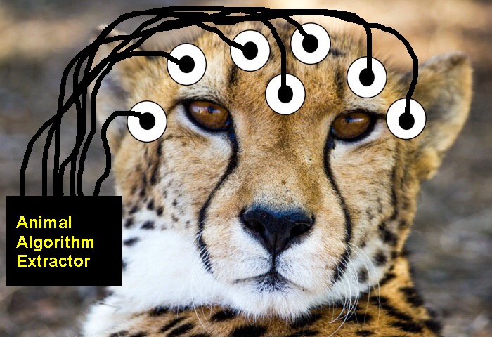 Figure 1: Cheetah Algorithm Extraction Process