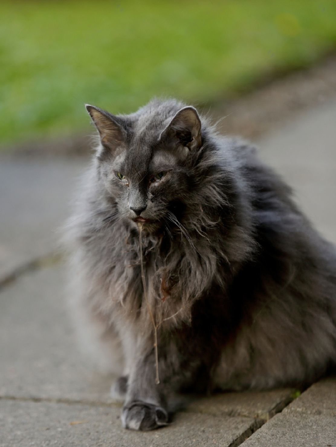 Why Is My Cat Drooling? 3 vsVG77VlPQ31UV3 QTzxbPt9rmcPOfNQ82GOx60ZKD5DcGLsXocBxPAZtS 4VzUn76vWQij8SJsDtC2GJnteDYkqZZKEQPlXgCCowHDu1d2acMW1t6kTsqpGIOeYyy72dRymhsyPszvfAbvy0 Jd4sM