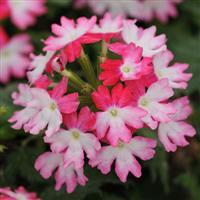 Image result for verbena bebop lavender