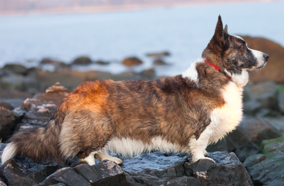 卡提根威爾斯柯基犬（Cardigan Welsh Corgie）