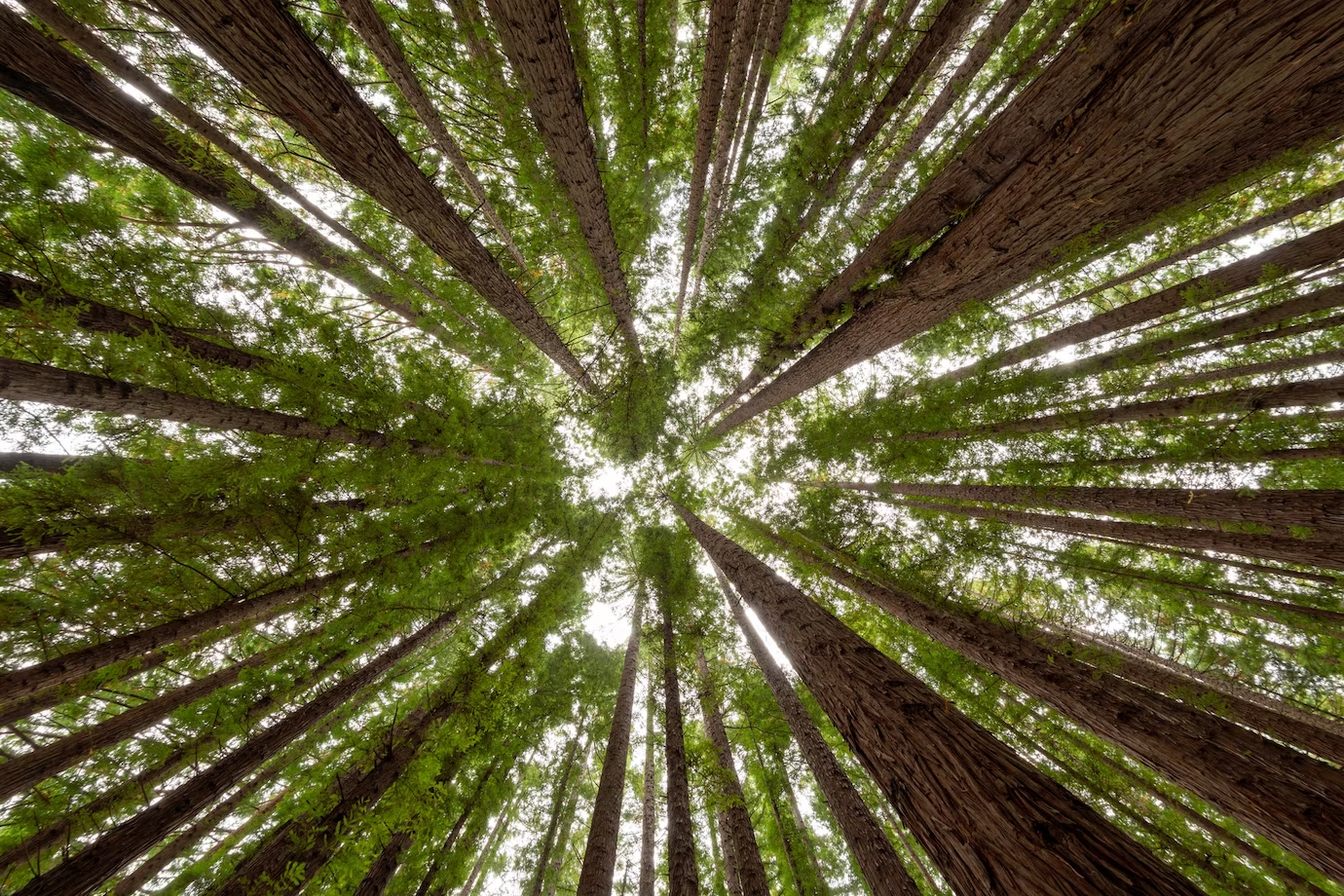 Utilizări ale arborilor Sequoia