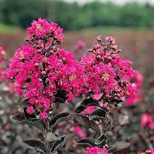 Black Diamond Mystic Magenta Crapemyrtles for Sale at Arbor Day's Online  Tree Nursery - Arbor Day Foundation