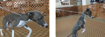 犬 チョーク 使い方 164889-�� チョーク 使い方