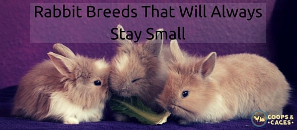 Rabbit Breeds That Will Always Stay Small | Coops & Cages