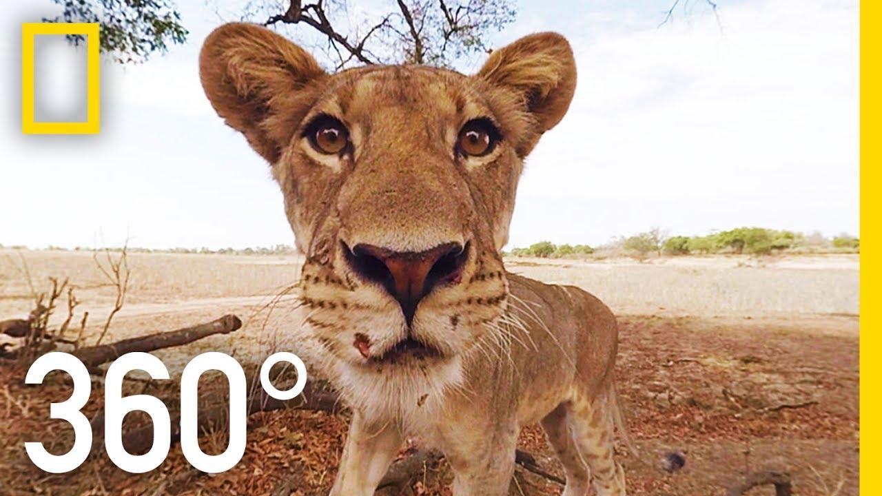 Lions 360° | National Geographic - YouTube