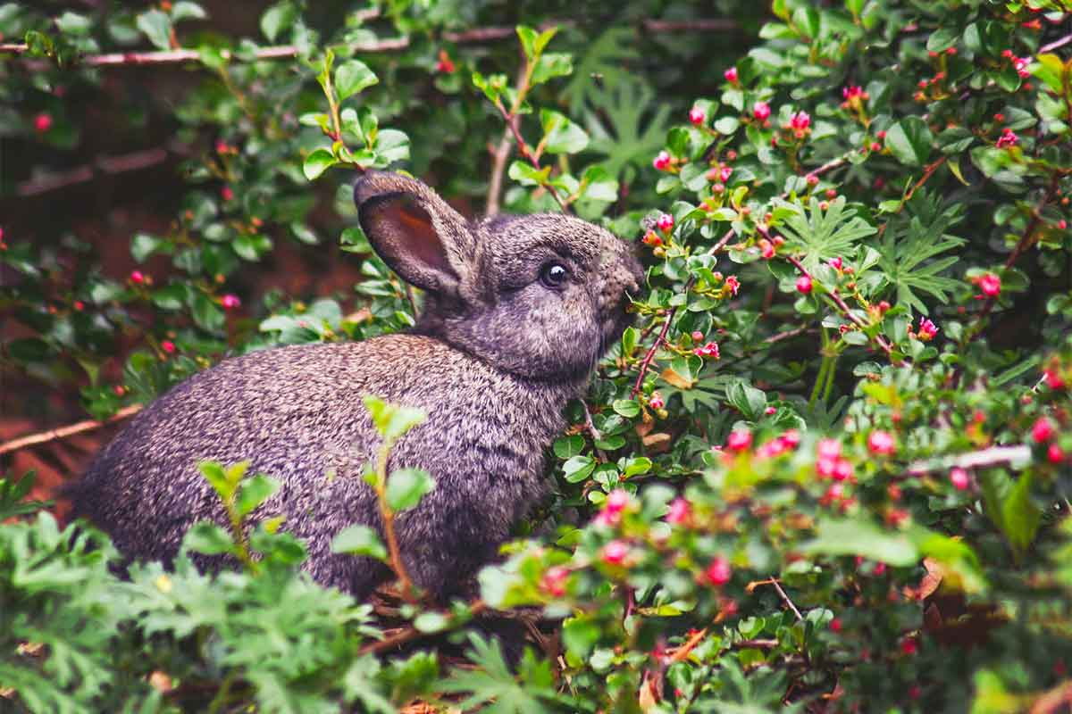 Rabbits Eat Blueberry Leaves