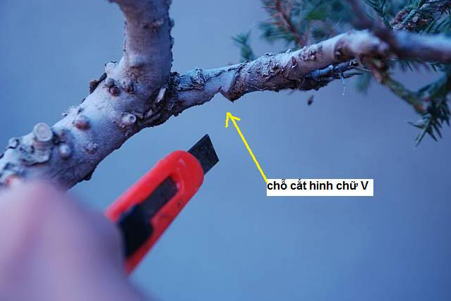 Kỹ thuật khắc hình chữ V trên cây 
