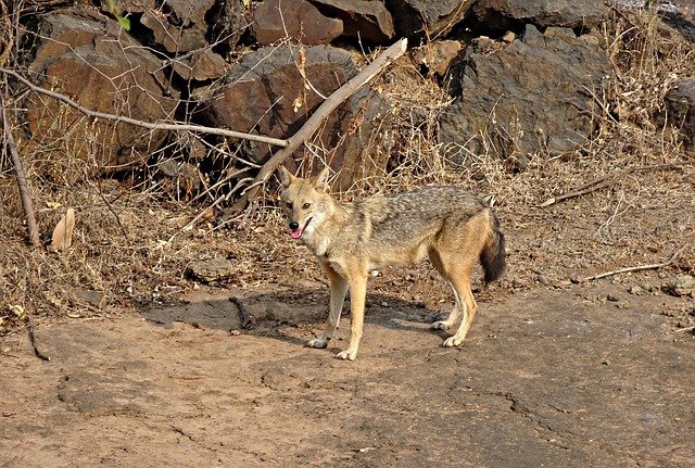 Gir National Park