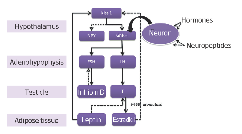 WAT participation in the HPG axis regulation. The kisspeptins promote the GnRH release, this hormone will stimulate the release of FSH and LH from the adenohypophysis to exert its effect on the gonad (testis), where it will favor the T secretion that later will be converted to estradiol by the P450 aromatase. Furthermore, FSH is regulated by Inhibin B, which is synthesized by sertoli cells. In WAT, estradiol and leptin are secreted –both participate in regulating the HPG axis and the secretion of T. Kisspeptins also stimulate the neuropeptide Y release, which participates in the energy balance.