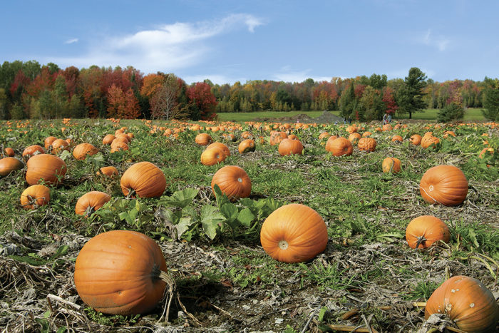 7 steps to growing pumpkin patches