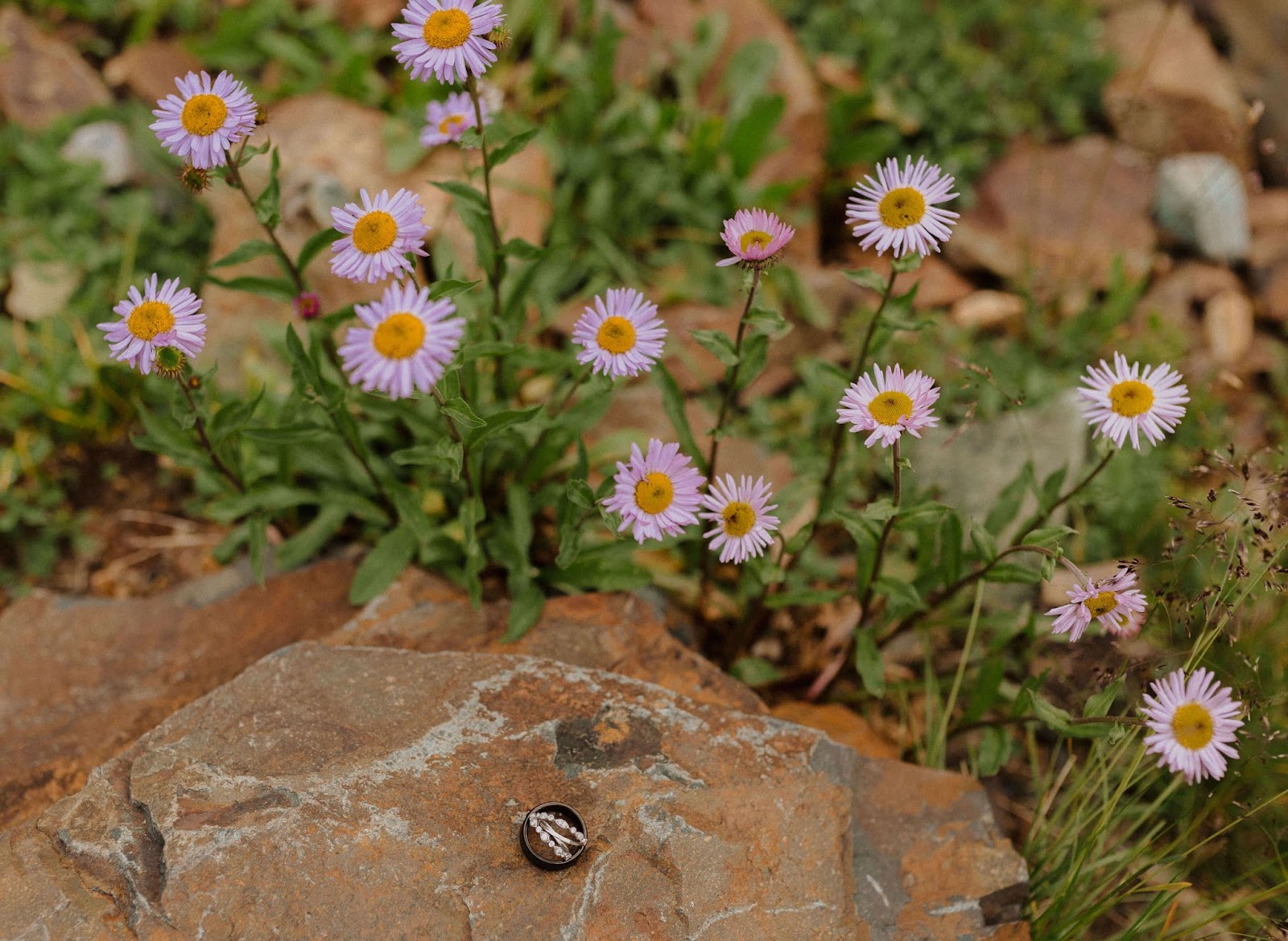 wild flowers & wedding rings on a rock