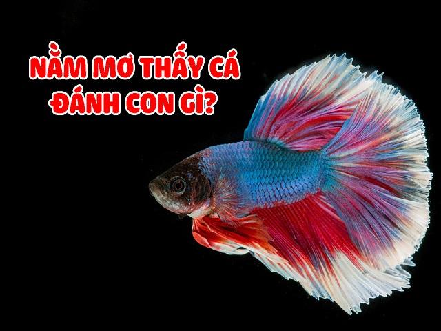 Giấc mơ thấy cá sẽ báo cho bạn những con số tương ứng