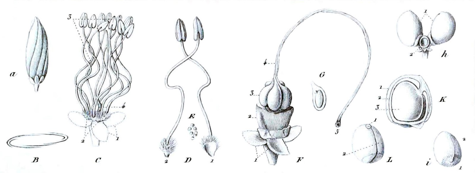 Botanical Anatomy.jpg