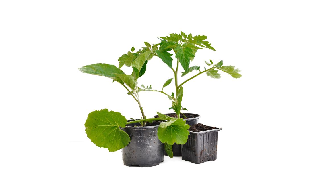 Best Practices for Growing Eggplants and Cucumbers Together