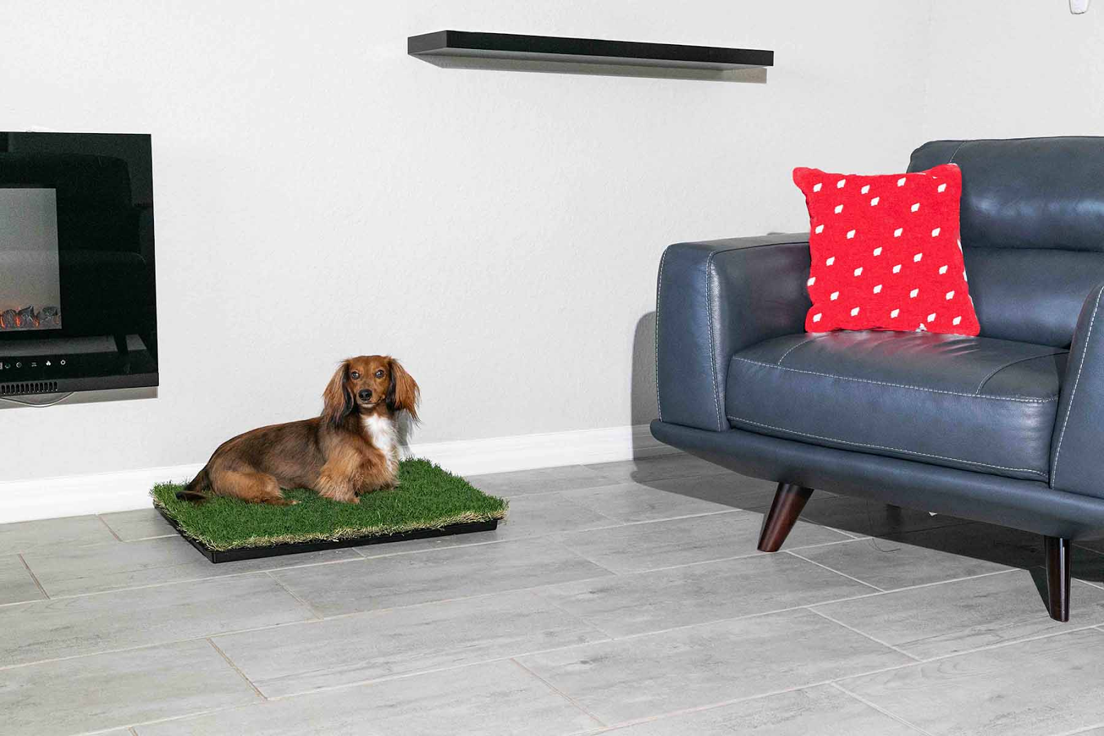 Indoor Doggy Potty