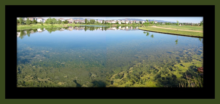 eutrophication-large.jpg
