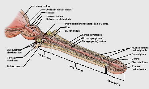 Anatomy of the Penis, tip of the penis