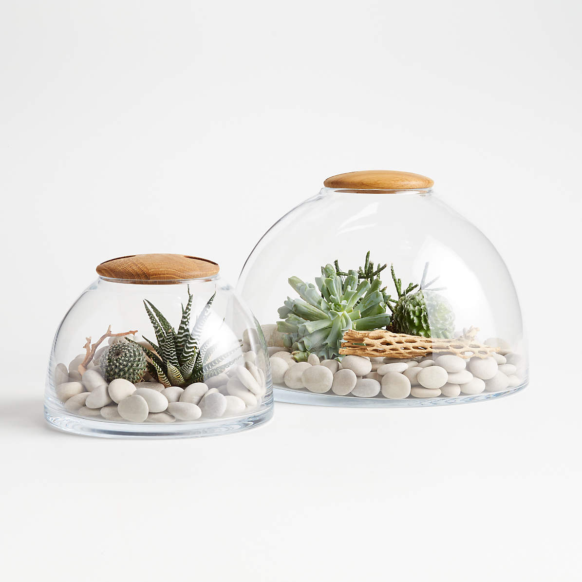 Terrarium Pokok.Asia