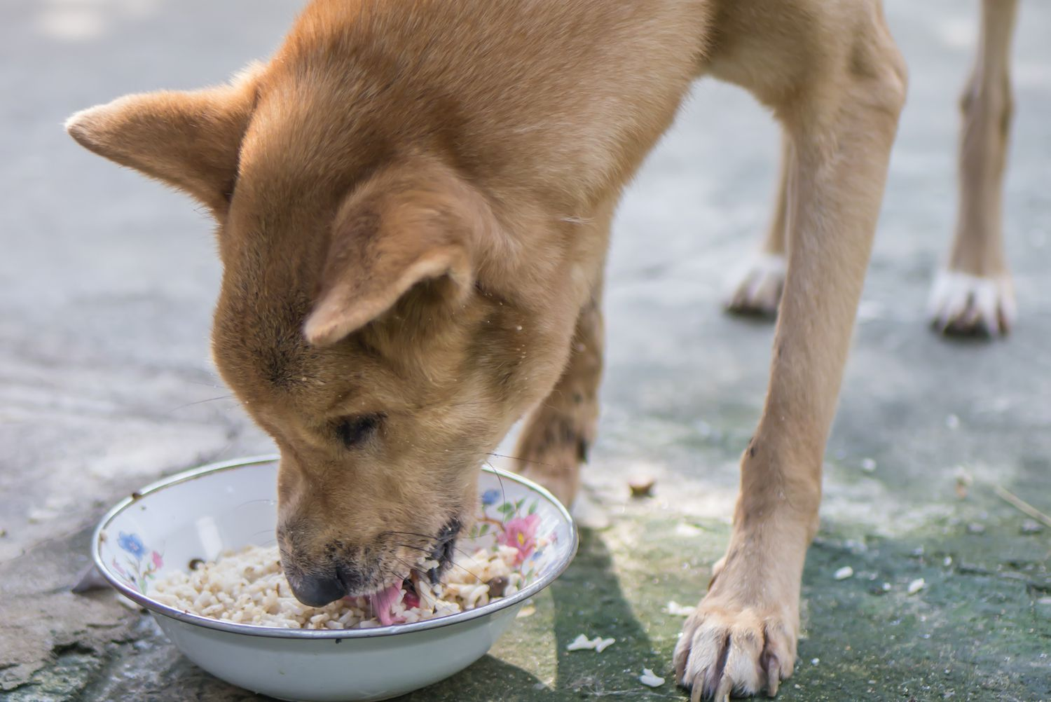 Can Dogs Have Oatmeal